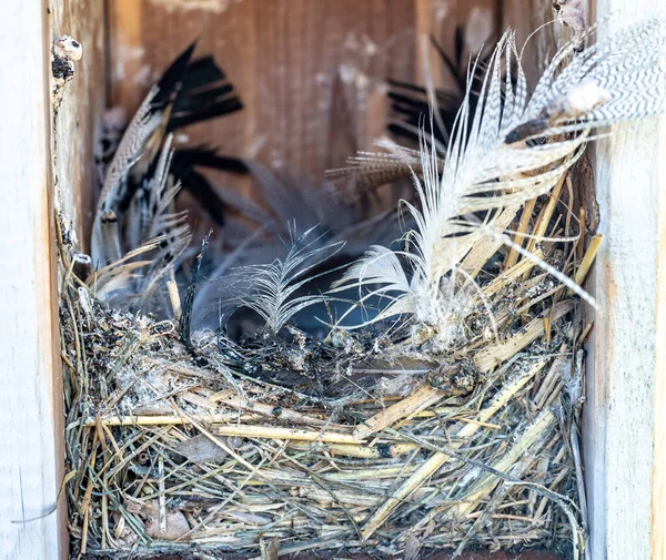 Casa Aves Abierta Con Nido Vacío Plumas Paja Después Que —  Fotos de Stock