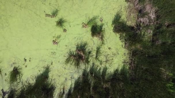 在房屋发展之间的排水区中的沼泽湿地和尾翼上方俯瞰 是的高质量的4K镜头 — 图库视频影像