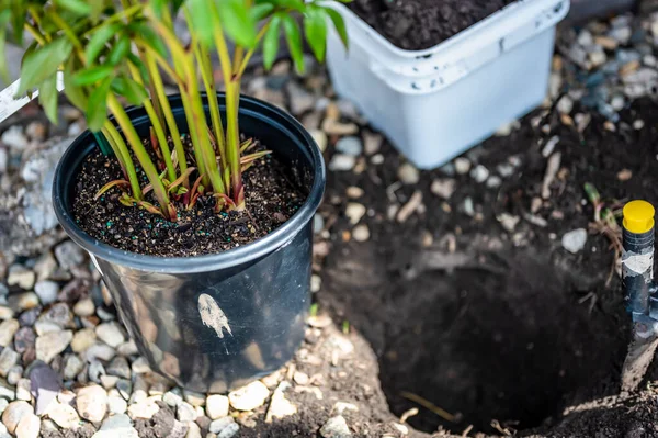 Gyökérhez Kötött Cserepes Növényt Ültetek Egy Újonnan Ásott Gödörbe Egy — Stock Fotó