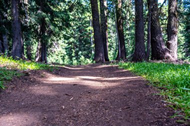 Uzun kozalaklı orman ağaçlarının arasından geçen toprak bir yola dikkatle odaklanmış. - Evet. Yüksek kalite fotoğraf