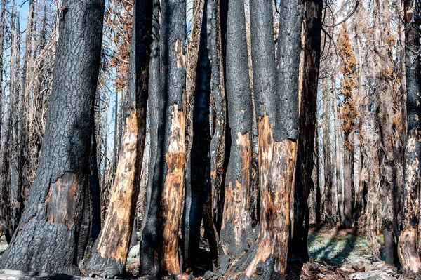 Zwęglone Szczątki Parku Narodowym Lassen Pożarze Lasu Wysokiej Jakości Zdjęcie — Zdjęcie stockowe
