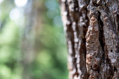 Bir dağ çam böceğinin ağaç kabuğunda bıraktığı delik. Yüksek kalite fotoğraf