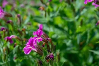 Lewis Maymun Çiçeği Krater Gölü Ulusal Parkı 'ndaki Castle Crest Yaban Çiçeği Patikası boyunca. Yüksek kalite fotoğraf