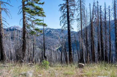 Orman yangınından sonra Lassen Volkanik Ulusal Parkı 'nda yanmış olarak bulundu. Yüksek kalite fotoğraf