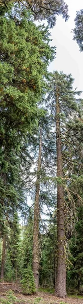 Панорамный Вид Полностью Выращенное Хвойное Дерево Национальном Парке Кратер Лейк — стоковое фото
