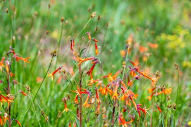 Krater Gölü Ulusal Parkı 'ndaki Castle Crest Yaban Çiçeği Patikası boyunca beyaz polen gökyüzü çiçekleri. Yüksek kalite fotoğraf