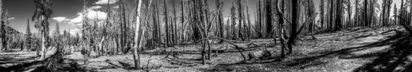 Panoramic View Forest Fire Effect Coniferous Trees Lassen Volcanic National — Stock Photo, Image