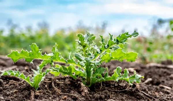 stock image Noxious weed Musk thistle growing in a cultivated field. High quality photo