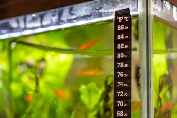 Selective Focus Fish Tank Thermometer Mounted Glass Edge Blurred Fish Fotos De Bancos De Imagens