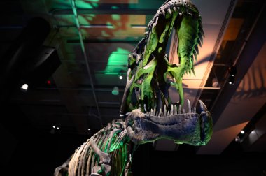 Miami, Florida, ABD - 3.2023 Phillip ve Patricia Frost Bilim Müzesi 'nde dinozor sergisi. Yüksek kalite fotoğraf