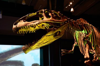 Miami, Florida, ABD - 3.2023 Phillip ve Patricia Frost Bilim Müzesi 'nde dinozor sergisi. Yüksek kalite fotoğraf