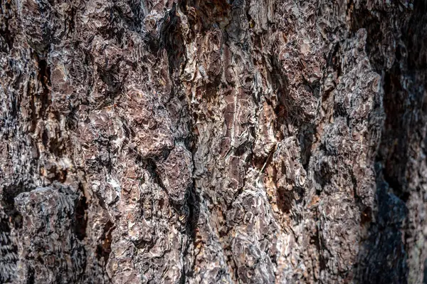 Focus Selettivo Sulla Corteccia Albero Conifere Morto Danneggiato Fuoco Nel — Foto Stock