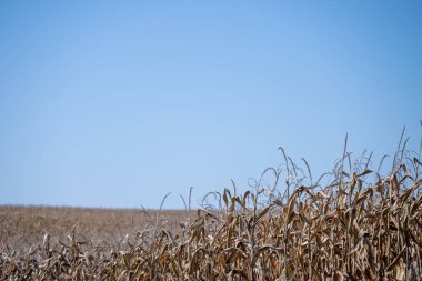 Kurumuş kahverengi mısırın eğimli yamaçları hasat için hazır. Yüksek kalite fotoğraf