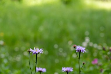 Krater Gölü Ulusal Parkı 'ndaki Castle Crest Yaban Çiçeği Patikası' nın çayır yolu boyunca çeşitli çiçekler. - Evet. Yüksek kalite fotoğraf