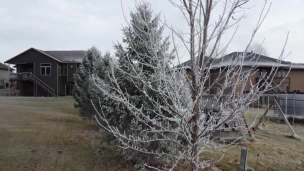 Drone Börjar Vid Basen Frost Täckt Träd Flyter Uppåt Stad — Stockvideo