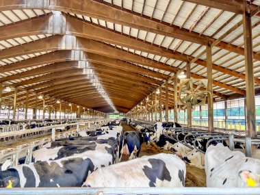 Holstein süt inekleri serbest bir ahırda dolaşıyorlar. - Evet. Yüksek kalite fotoğraf