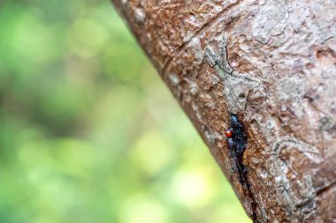 selective focus on the bark of a Gumbo limbo tree along trail path at Everglades National Park. High quality photo clipart