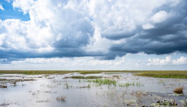 Florida Everglades otlaklarının üzerindeki bulutlu gökyüzü. Yüksek kalite fotoğraf