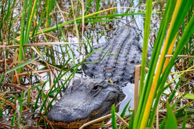 Florida Everglades 'teki bataklık çimlerinde saklanan Amerikalı Allegator. - Evet. Yüksek kalite fotoğraf