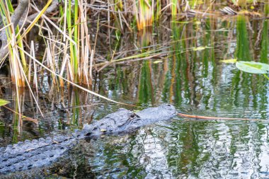 Florida 'daki Everglades Ulusal Parkı' nda bataklık suyunda yüzen Amerikalı Allegator. Yüksek kalite fotoğraf