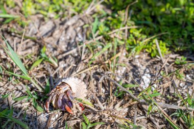 Hermit crab in vegetation at Dry Tortugas National Park . High quality photo clipart