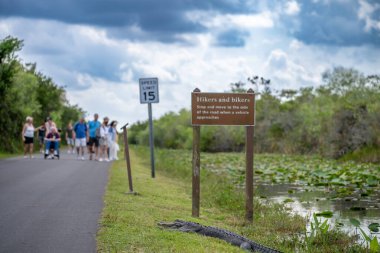 Amerikan timsahı Everglades Ulusal Parkı 'ndaki Otter Mağarası Hamak Yolu' nun patikası boyunca oturuyor. Yüksek kalite fotoğraf