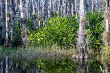 Bromeliad Tillandsia havaalanı bir hamak ve Cypress bataklığına asılmış. Bir Ulusal Rezerv, Florida. Yüksek kalite fotoğraf