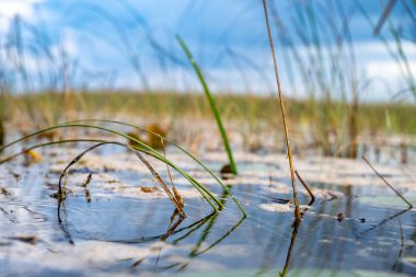low level view along the water surface of wetland swamp in the Everglades National Park. High quality photo clipart