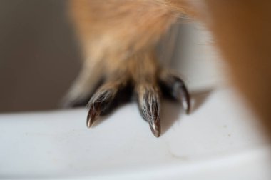 Selective focus on guinea pig nails on front paw. . High quality photo