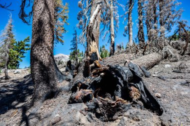 Charred remains in Lassen Volcanic National Park after a forest fire. High quality photo clipart