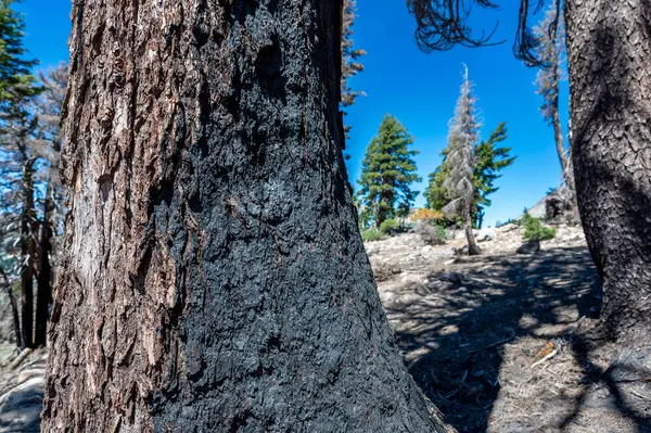森林失火后 拉森火山国家公园的焦炭残留物 高质量的照片 — 图库照片