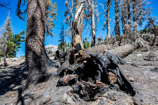 Charred remains in Lassen Volcanic National Park after a forest fire. High quality photo