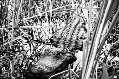 American Allegator hiding in the swamp grass in the Florida Everglades. . High quality photo clipart