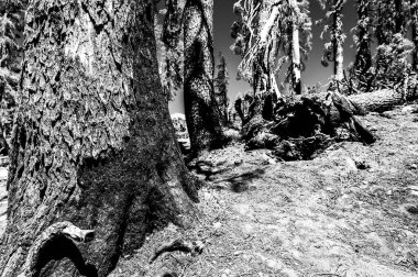 Orman yangınından sonra Lassen Volkanik Ulusal Parkı 'nda yanmış olarak bulundu. Yüksek kalite fotoğraf