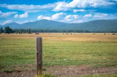 Oregon, Klamath Kalesi 'nin dışındaki açık alanlarda sığır otlaması. Yüksek kalite fotoğraf