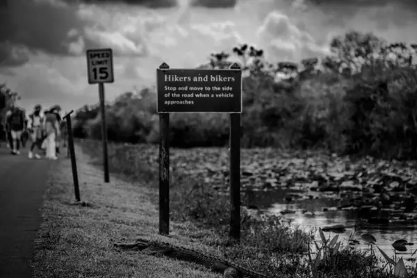 stock image American alligator sitting along a footpath from Otter Cave Hammock Trail at the Everglades National Park. High quality photo