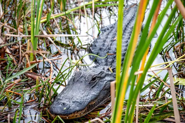 Allegator Americano Escondido Hierba Del Pantano Los Everglades Florida Foto —  Fotos de Stock