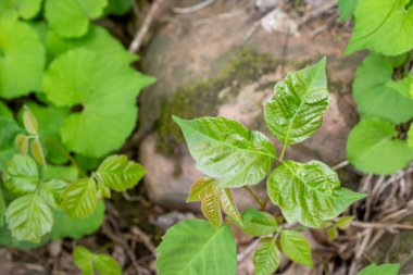 Selective focus on distinctive three leaves of a poison ivy plant. High quality photo clipart