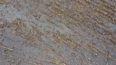 İlkbaharda durgun suyu olan bir tarım arazisi üzerinde aşağıya bakan drone görüntüsü. - Evet. Yüksek kaliteli FullHD görüntüler