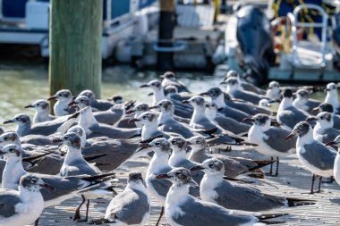 Everglades Ulusal Parkı 'nın Flamingo Marina' sındaki yat rampasında martılar. Yüksek kalite fotoğraf