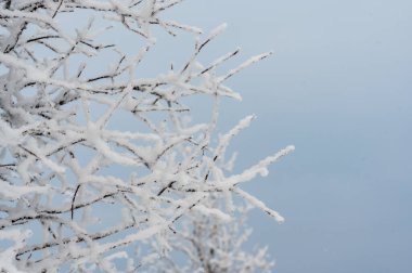 Buz, donuk mavi kış gökyüzüne karşı dallarla kaplıydı. Yüksek kalite fotoğraf