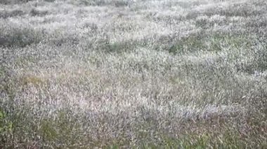 Rüzgâr, eğildikçe çayırlarda dalgalara neden olur. Yüksek kalite 4k görüntü