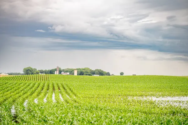 stock image Wet and muddy corn field after a rain downpour. High quality photo