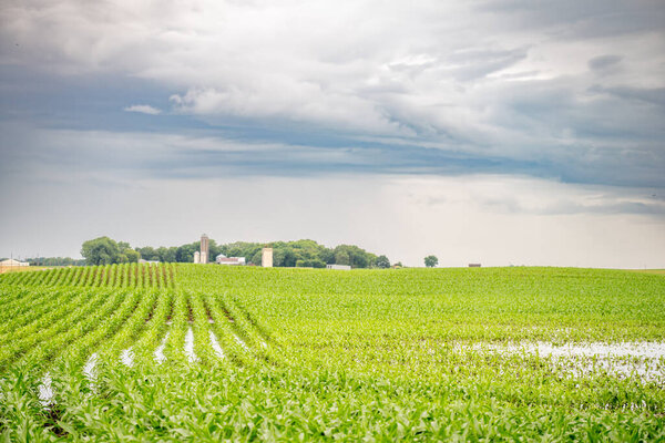 Wet and muddy corn field after a rain downpour. High quality photo