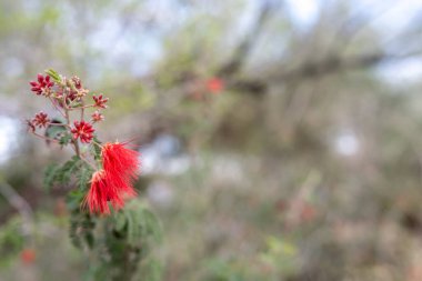 Pembe Pembe Peri Toz Çiçeği 'nin bulanık arka planına odaklan. Yüksek kalite fotoğraf