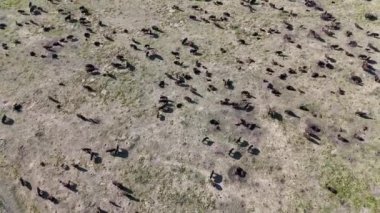 Güney Dakota Custer Eyalet Parkı 'ndaki bizon bufalo sürüsünün dairesel insansız hava aracı görüntüsü. Yüksek kalite 4k görüntü