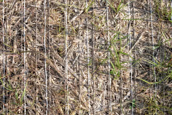 stock image Woven straw matt used for stormwater erosion control with grass growing through . High quality photo