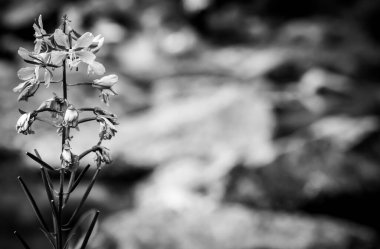 Selective focus on a North American Fireweed in bloom in the Canadian Rocky Mountains. . High quality photo clipart