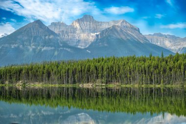 Bow Lake, Banff Ulusal Parkı 'ndaki çam ağaçlarıyla kaplı BowCrow Tepesi' nin yansıması. Yüksek kalite fotoğraf