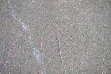 Sağanak yağmurdan sonra çimento kaldırımlarında sürünen solucanlar. Yüksek kalite fotoğraf